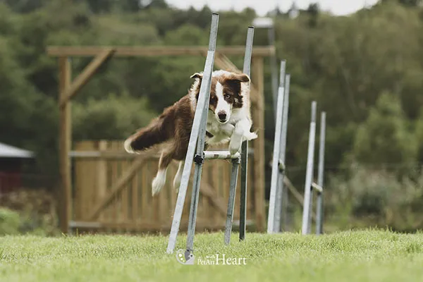 Border collie agility training