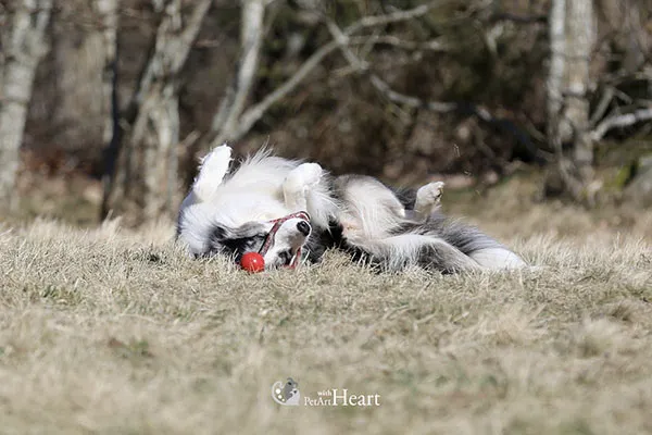 Border collie playing with a ball