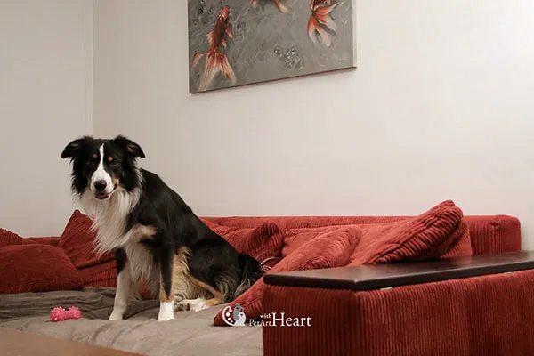 Dog sitting on sofa in studio
