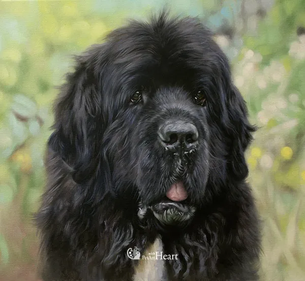 Djurporträtt av Newfoundlandhund