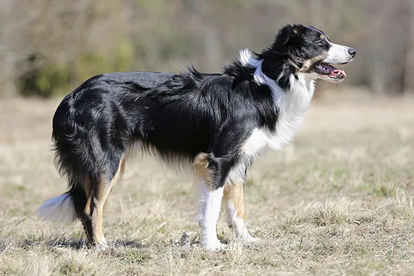 Photo of a dog filling the entire frame
