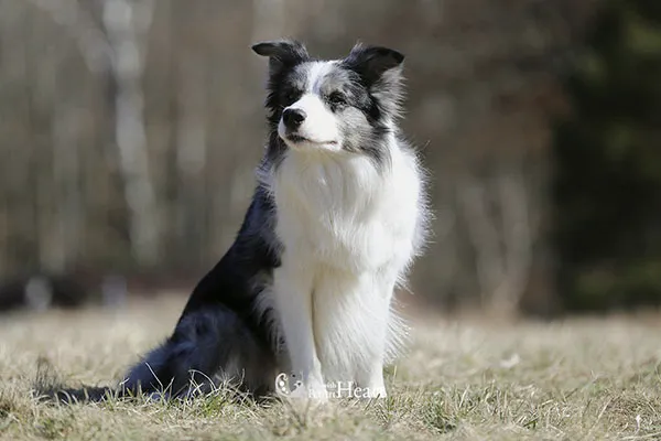 Photo of border collie