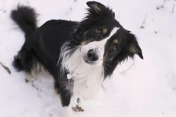 Border collie in the snow
